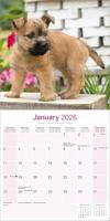 Cairn Terrier Kalender 2026 - thumbnail