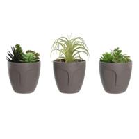 Decoratieve plant DKD Home Decor Grijs Beige Polyethyleen Groen Polypropyleen (11 x 11 x 15 cm) (3 Stuks) - thumbnail