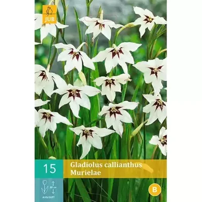Bloembollen Gladiolus Callianthus Murielae 15st