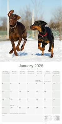 Dobermann Kalender 2026