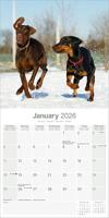 Dobermann Kalender 2026 - thumbnail