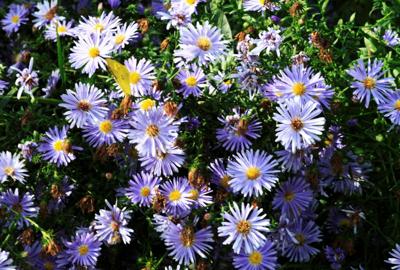 Aster