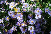 Aster - thumbnail