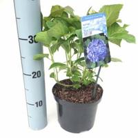 Hydrangea Macrophylla "Blue Arrow" boerenhortensia - thumbnail