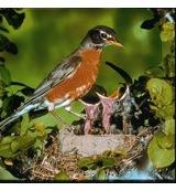 Animal Essences Robin (roodborstje) 30 Milliliter - thumbnail