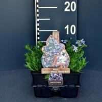 Kruipphlox (phlox subulata "Emerald Cushion Blue") bodembedekker - 6-pack - 1 stuks - thumbnail