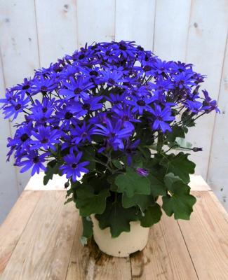 Senetti eenjarig blauw Pericallis Warentuin Natuurlijk - Warentuin natuurlijk