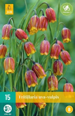 Fritillaria Uva-Vulpis 15 bollen Fritillaria Uva-Vulpis 15 bollen