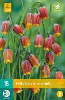 Fritillaria Uva-Vulpis 15 bollen - thumbnail