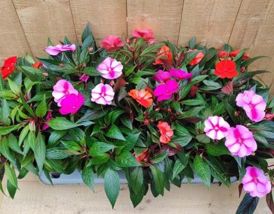 Vlijtig Liesje Impatiens New Guinea 10 potjes per tray mix roze Warentuin Natuurlijk - Warentuin natuurlijk