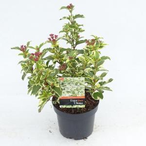 Sneeuwbal (Viburnum tinus “White Egret”) heester - 30-40 cm (C4.5) - 9 stuks