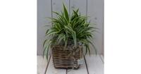 Chlorophytum in mandje 25 cm Warentuin Natuurlijk - Warentuin natuurlijk - thumbnail