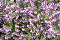 Winterheide - thumbnail