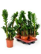 Zamioculcas zenzi S kamerplant - thumbnail