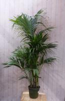 Kentiapalm Howea Forsteriana kamerplant potmaat 22 cm H140-160 cm Warentuin Natuurlijk - Warentuin natuurlijk - thumbnail