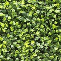 Kunstplanten mat 50x50 cm buxus geel Buitengewoon de Boet - Buitengewoon de boet - thumbnail