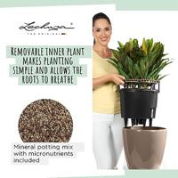 Jardiniere - Classico premium LS 21 - Complete set - Briljant scharlakenrood - 3 L - LECHUZA - thumbnail