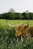 Tuinschilderij hoogl veld 130x70 Customize-it - Customize it - thumbnail