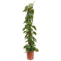Philodendron scandens mosstok 150 kamerplant - thumbnail