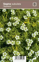 V.I.P.S. Sagina subulata ''Supreme'' - vetmuur p9 - thumbnail