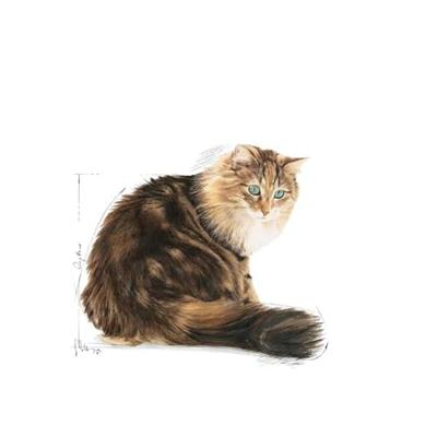 Royal Canin Ageing 12+ in Gravy (saus) natvoer kattenvoer zakjes 12x85g