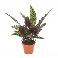 Calathea Lancifolia (schaduwplant) - P 14 cm - thumbnail