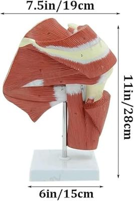 Kaasjeskruid of Malva