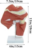 Kaasjeskruid of Malva - thumbnail