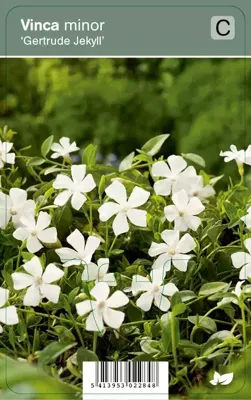 V.I.P.S. Vinca minor ''Gertrude Jekyll'' - kleine maagdenpalm P9 V.I.P.S. Vinca minor ''Gertrude Jekyll'' - kleine maagdenpalm P9