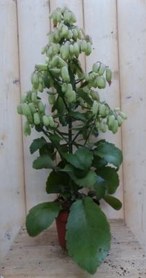 Kalanchoe Lucky Bells 50 cm kamerplant Warentuin Natuurlijk - Warentuin natuurlijk