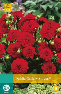 Dahlia gallery singer