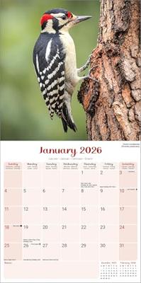 Garden Birds Calendar 2026 Square Birds Wall Calendar - 16 Month