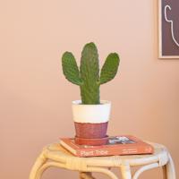 Cactus Opuntia - P12 - thumbnail