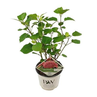 Hydrangea Arborescens "Pink Annabelle"® sneeuwbalhortensia - thumbnail