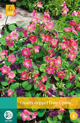 Oxalis Deppei Iron Cross Bloembol JUB 25 bollen - Jub