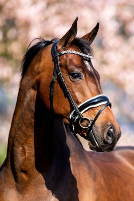 HB Hoofdstel Fancy Lak - Full Hoofdstellen & toebehoren