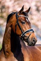 HB Hoofdstel Fancy Lak - Full Hoofdstellen & toebehoren - thumbnail