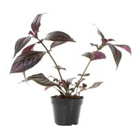 Strobilanthes Dyeriana (Perzisch schild) - P 15 cm - thumbnail