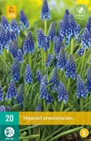 Muscari Armeniacum 20 bollen - thumbnail