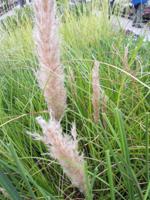 Pampasgras - thumbnail