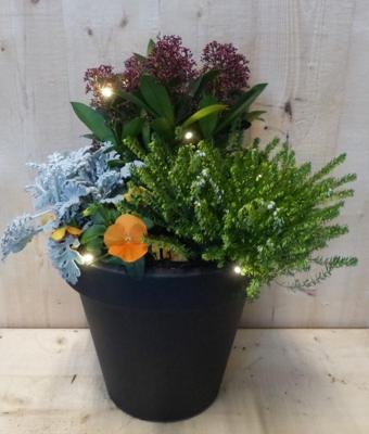Bloempot antraciet met herfstplanten Skimmia/winterheiden dia. 30 cm Warentuin Natuurlijk - Warentuin natuurlijk