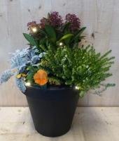 Bloempot antraciet met herfstplanten Skimmia/winterheiden dia. 30 cm Warentuin Natuurlijk - Warentuin natuurlijk - thumbnail