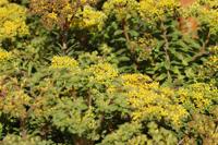 Vetkruid - thumbnail