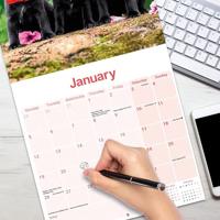 Staffordshire Bull Terrier Puppies Kalender 2026 - thumbnail