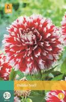 Dahlia Noël rood/wit 1 bloembol Dahlia JUB - Jub - thumbnail