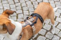 Trixie paniekadapter stay voor tuigen zwart - thumbnail