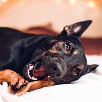 Pet Qwerks Pig Ear M - thumbnail