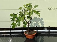 Vijgenboom - Brown Turkey - thumbnail