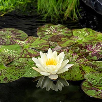 Gele waterlelie (Nymphaea “Marliacea Chromatella”) waterlelie (6-stuks)