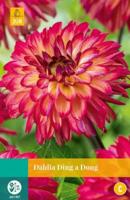 Dahlia ding a dong - thumbnail